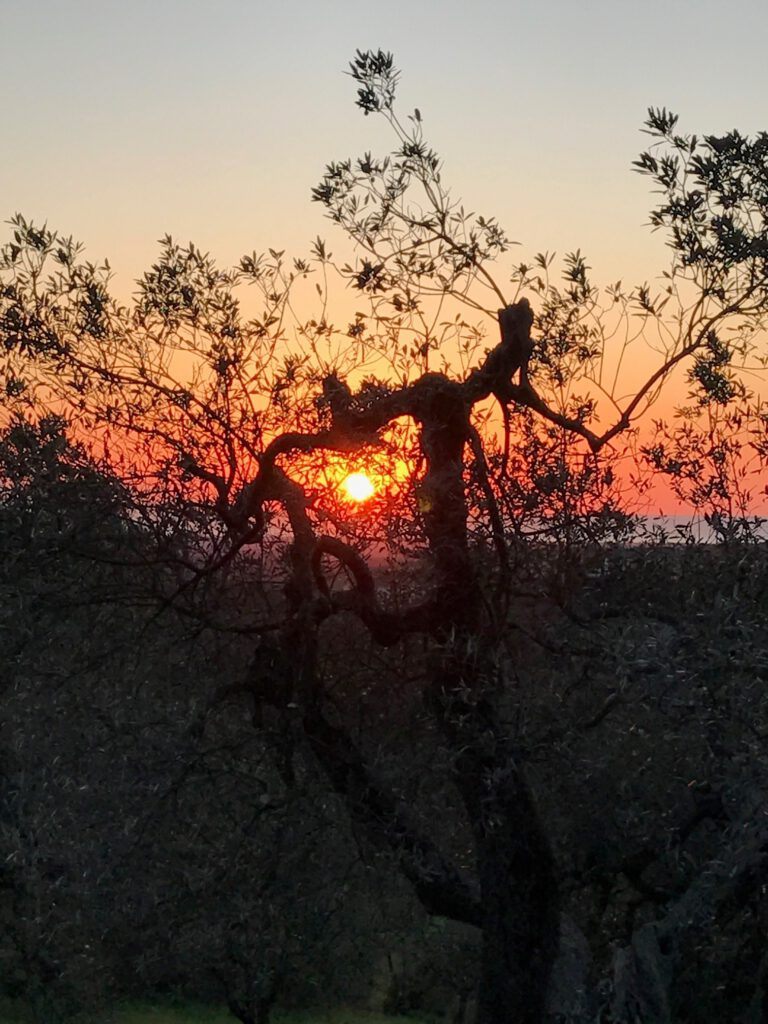 Olivenbaum bei Sonnenuntergang